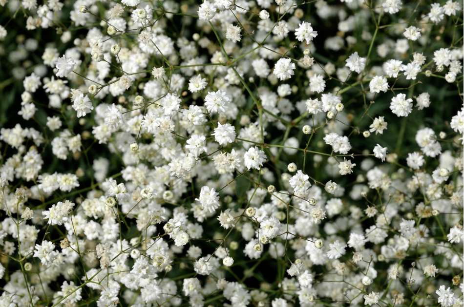 Brudslöja 'Snowflake'